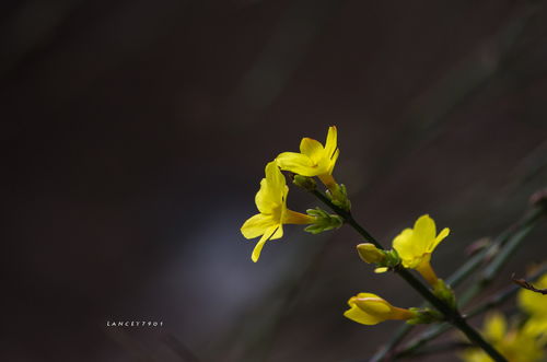 春来花开第一枝