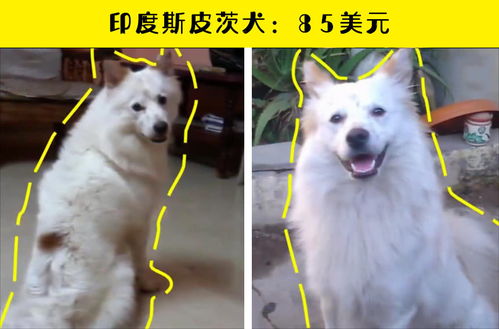 在印度较为昂贵的10类犬种