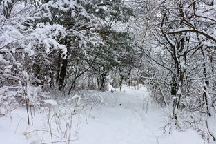 描写雪景超唯美的段落