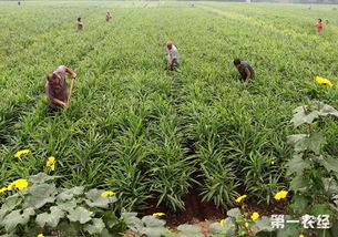 生姜常见的病虫害以及防治措施