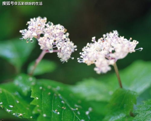 下一周,桃花遍地,桃花喜鹊归来,恋上旧爱,主动示好,顺利牵手 龙的 