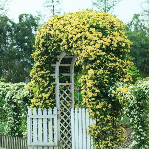10种庭院常见的黄色花卉,花色艳丽,娇艳美丽,惹人喜爱