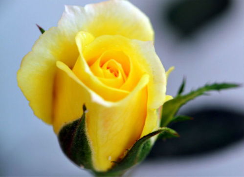黄玫瑰代表什么意思,而它的花语又有哪些 