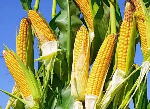 玉米播种技术介绍,白甜加糯108玉米种植技术