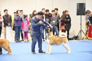 宠物美容师职业将拿入国家专业技能考试范畴