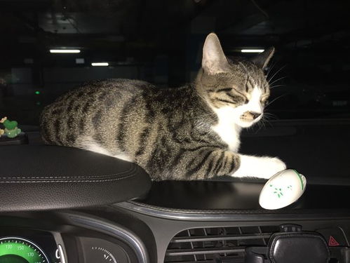 猫放汽车后备箱透气吗