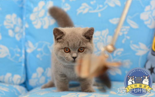 南京哪里有靠谱的猫舍 想买一只猫 
