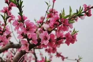 天气渐暖,花开烂漫,你来不来