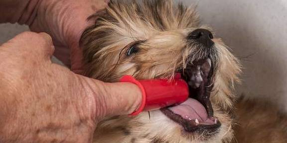 如何给狗狗刷牙 只需做好这4步
