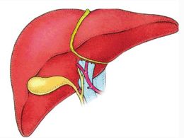肝衰竭，肝衰竭有哪些不良后果肝衰竭的主要症状有哪些