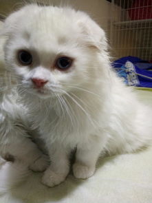 蓝色眼睛纯白的长毛的折耳猫是什么猫 