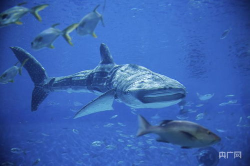 全球首个仿生鲸鲨亮相上海