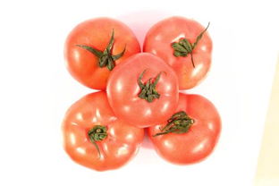 西红柿和番茄有什么区别(西红柿和番茄有什么区别脑筋急转弯)