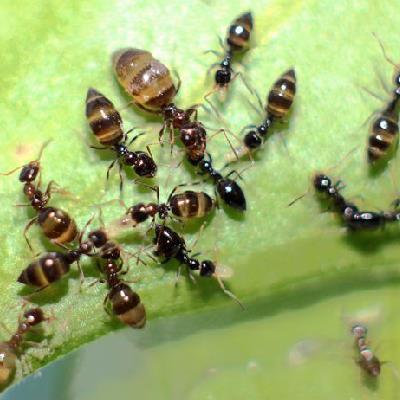建立一个宠物蚂蚁王国,饲养蚂蚁要做哪些