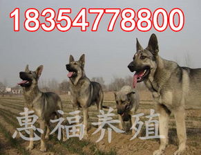 纯种的日本狼青幼犬价格