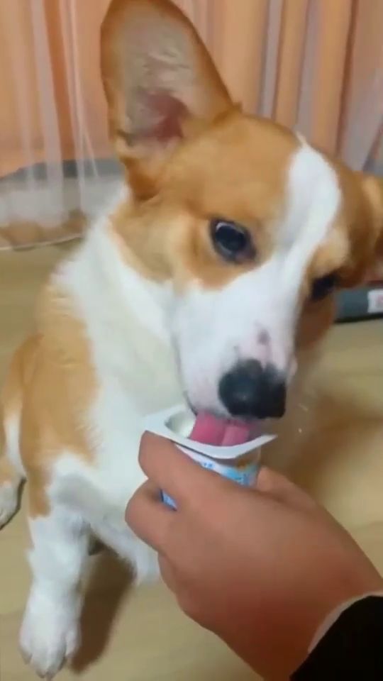 狗子 第一次吃这么好吃的酸奶 