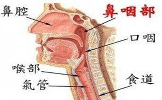 鼻咽癌的病因