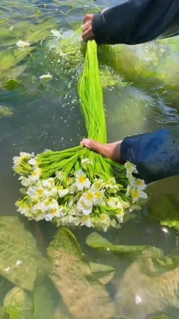 有多少人知道,水性杨花怎么吃呢 