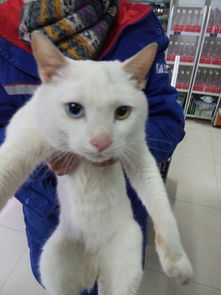 那种白色的猫眼睛一蓝一黄是什么猫,这种猫多少钱 
