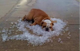 狗狗如何正确避暑 四大招告诉你怎么做 