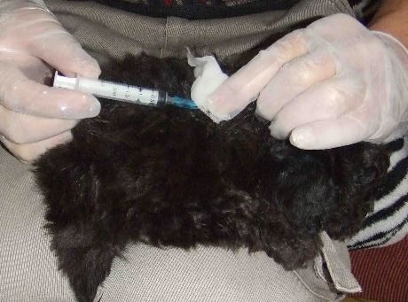 如何自己给小狗打疫苗 