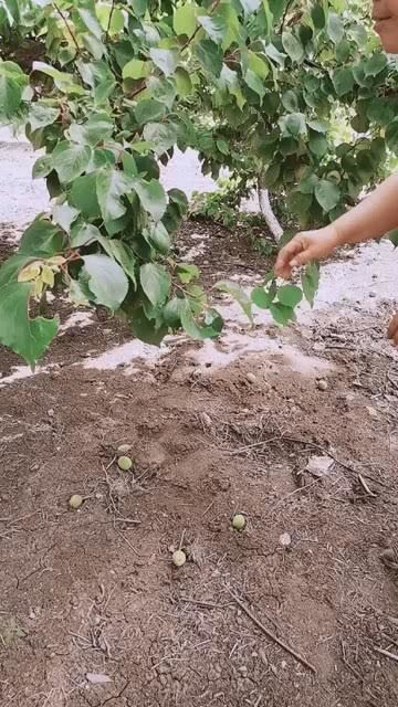 偷小酸杏,怕别人看到 