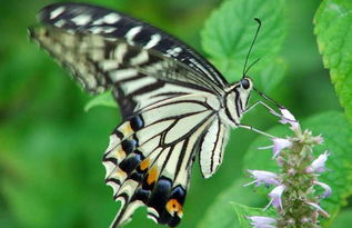 蝴蝶的生活习性,蝴蝶的生活方式和特点