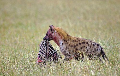 落单斑马被鬣狗群围攻,凶狠的鬣狗竟从斑马肚子拖出一只幼崽