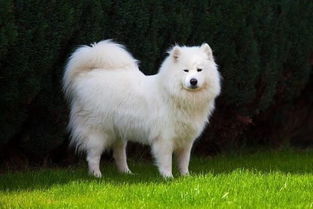 十二星座专属宠物狗,白羊座超可爱,金牛座的最忠心 