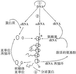 如图表示某真核细胞内遗传信息的流动过程,①②③④表示相关过程.请据图回答下列问题 1 ①过程发生 