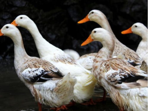 英国 怪不得说中国人奇葩,他们用200只鸭子就搞定了世界难题