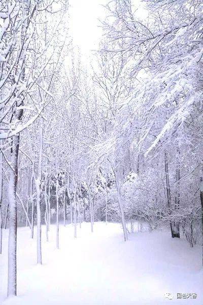 期待,一场雪飘