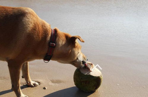 狗狗能吃椰子吗 不仅能吃能喝,而且做出来的椰子油也有5大好处