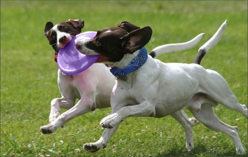 双鸭山宠物狗训练的地方 闯欢宠物