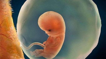 原创怀孕期间，这样吃，胎儿发育好，而且孕妈长胎不长肉！