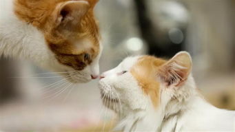 猫咪的亲密法则是这样的,看完你还会亲它吗
