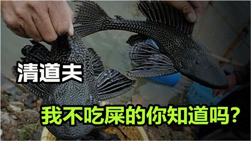 垃圾物种清道夫,是怎么来中国的 真的能清理鱼缸吗 