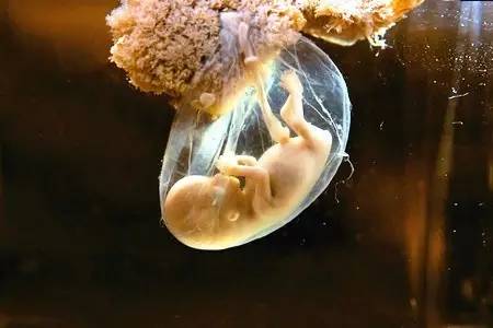 原创孕期这三个时间段，是胎儿智力发育的高峰期，孕妇别错过