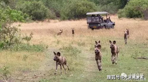 雌狮在野狗群猎杀野狗,是野狗怕狮子,雌狮怕鬣狗,鬣狗怕野狗 猛兽 
