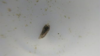 鱼缸过滤棉发现这种虫子,请问是什么虫 有危害吗 