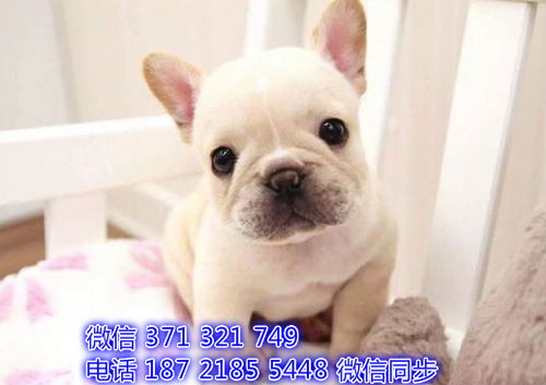青岛宠物 法斗犬幼犬出售 青岛狗场在哪里 特价宠物