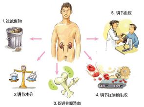 从中医角度看，女人有肾器官吗