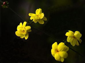 迎春花的样子和特点描写,用有的有的有的排比句写迎春花