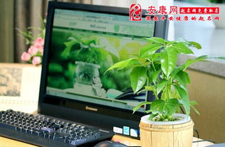 办公室养什么样植物风水好