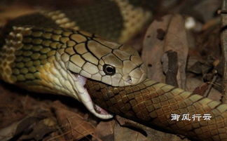 过山峰眼镜王蛇多可怕 它是所有蛇的噩梦