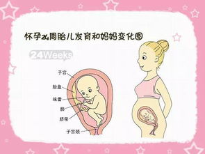 快来围观 怀孕1 40周胎儿发育和妈妈变化