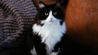 猫咪饲养100问之36 主人可以与猫咪亲密接触吗