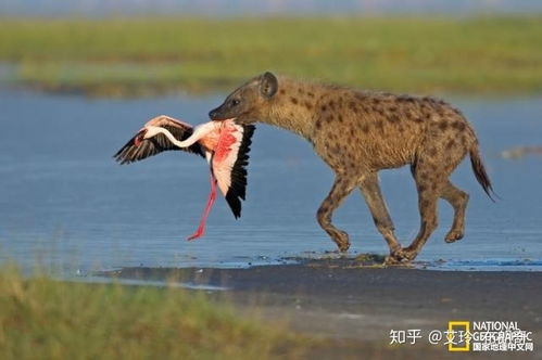 传言鬣狗和野狗喜欢掏肛,是真的吗 为什么 