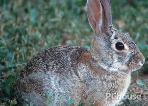 沙漠棉尾兔价格 沙漠棉尾兔怎么养 沙漠棉尾兔产地 家居百科 