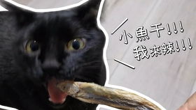 五 猫吃生鱼行不行